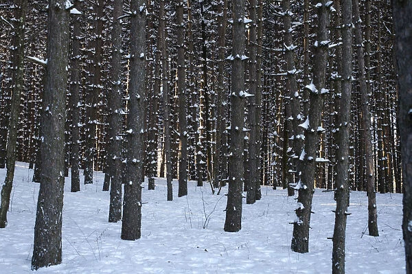Pine tree forest in the snow, Shefford, Eastern Townships, Quebec Province, Canada