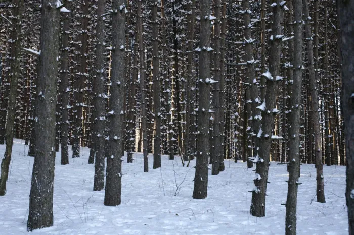 Framed Print : Pine tree forest in the snow, Shefford, Eastern Townships, Quebec Province, Canada Framed Print : Pine tree forest in the snow, Shefford, Eastern Townships, Quebec Province, Canada