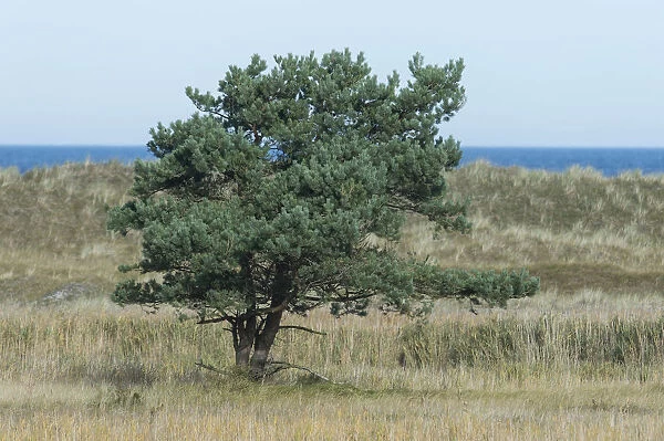 Pine tree -Pinus sylvestris-, the Baltic Sea at the back, Darsser Ort, Mecklenburg-Western Pomerania, Germany