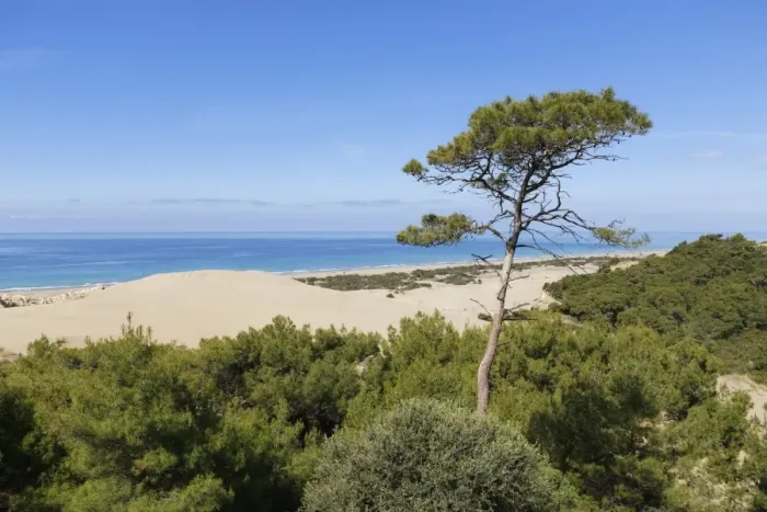 Framed Print : Pine tree on sand dunes, Lycian coast, Gelemis, Mediterranean Region, Turkey Framed Print : Pine tree on sand dunes, Lycian coast, Gelemis, Mediterranean Region, Turkey