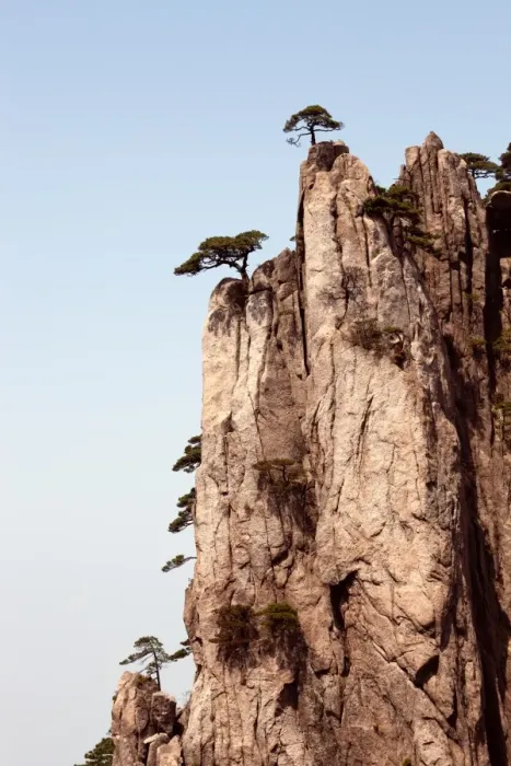 Framed Print : Pine trees on Huangshan Mountain, China Framed Print : Pine trees on Huangshan Mountain, China
