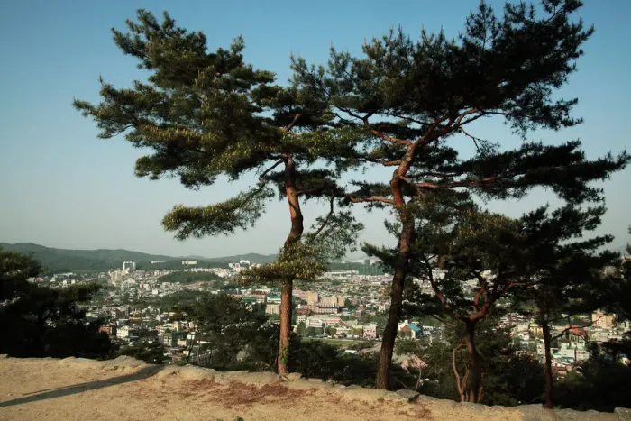 Framed Print : Pine trees, Hwaseong Fortress, World Heritage Framed Print : Pine trees, Hwaseong Fortress, World Heritage