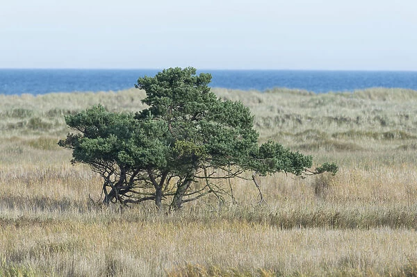 Pine trees -Pinus sylvestris-, the Baltic Sea at the back, Darsser Ort, Mecklenburg-Western Pomerania, Germany
