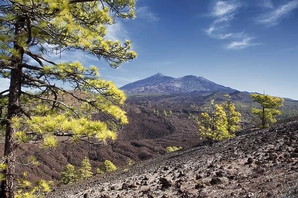 Pine trees with Teide volcano on background