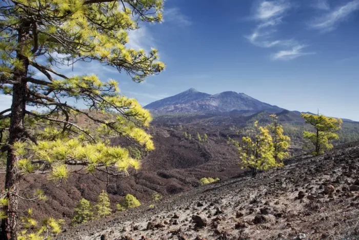 Framed Print : Pine trees with Teide volcano on background Framed Print : Pine trees with Teide volcano on background