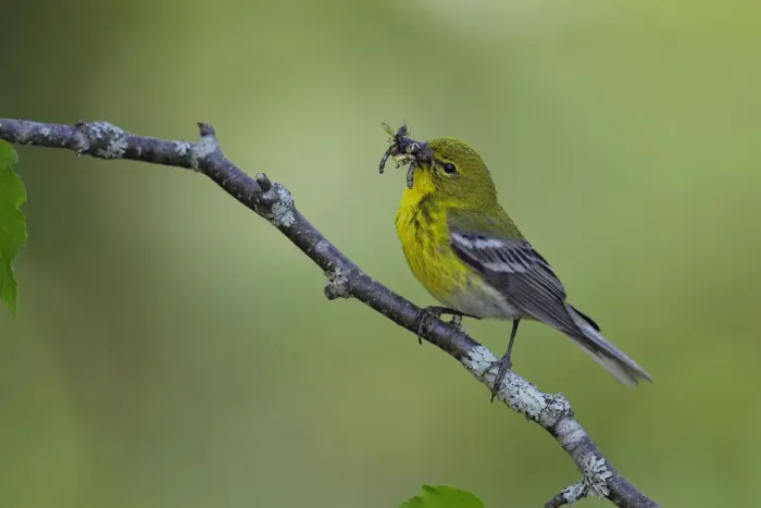 Framed Print : Pine Warbler (Setophaga pinus) Framed Print : Pine Warbler (Setophaga pinus)