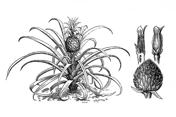 Pineapple. Antique illustration of pineapple
