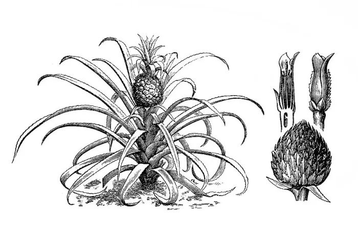 Framed Print : Pineapple. Antique illustration of pineapple Framed Print : Pineapple. Antique illustration of pineapple