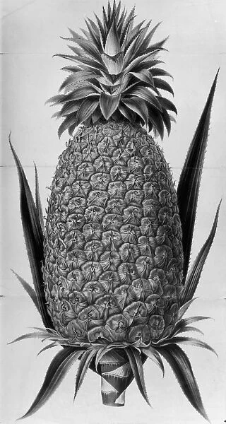 Pineapple. A Lady Beatrice Lambton pineapple, circa 1850