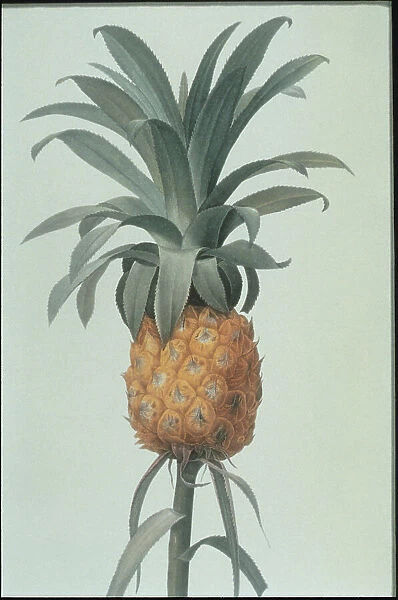 Pineapple. Photodisc Collection, FD001377
