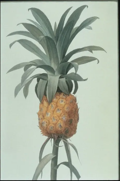 Framed Print : Pineapple. Photodisc Collection, FD001377 Framed Print : Pineapple. Photodisc Collection, FD001377
