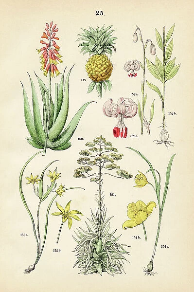 Pineapple, aloe vera, american century plant, turk's cap lily, yellow star-of-Bethlehem, woodland tulip - Botanical illustration 1883