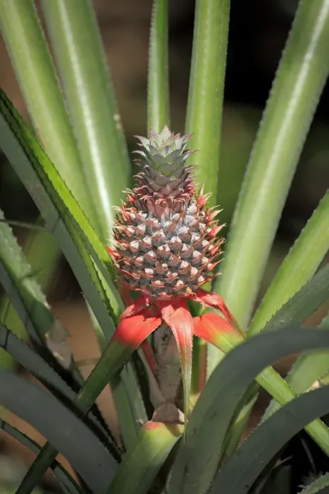 Framed Print : Pineapple -Ananas comosus-, fruit with plant, Nosy Komba, Madagascar