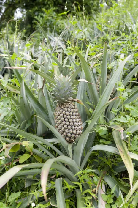 Framed Print : Pineapple -Ananas comosus- growing in a field, Maligatenna, Sri Lanka Framed Print : Pineapple -Ananas comosus- growing in a field, Maligatenna, Sri Lanka