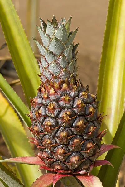 Pineapple -Ananas comosus-, Oahu, Hawaii, United States