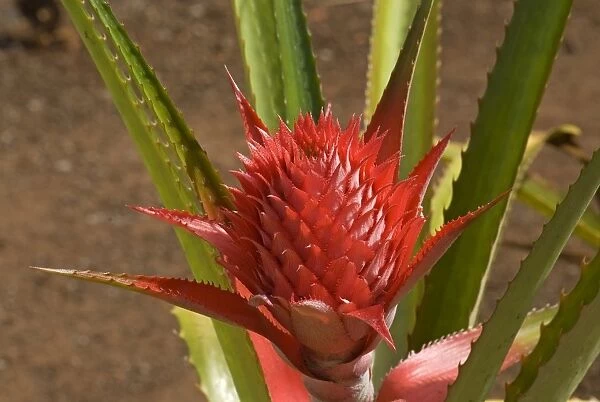 Pineapple flower -Ananas comosus-, O ahu, Hawaii, United States