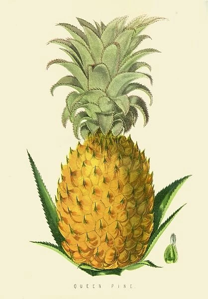 Pineapple fruit illustration 1874