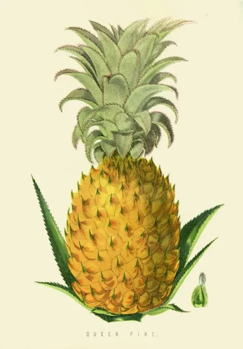 Framed Print : Pineapple fruit illustration 1874 Framed Print : Pineapple fruit illustration 1874