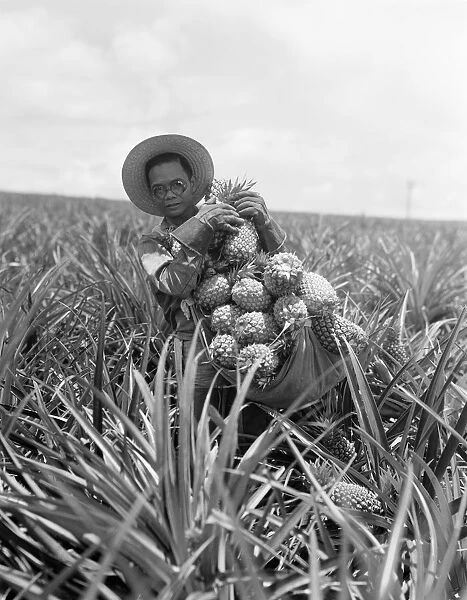 Pineapple harvest