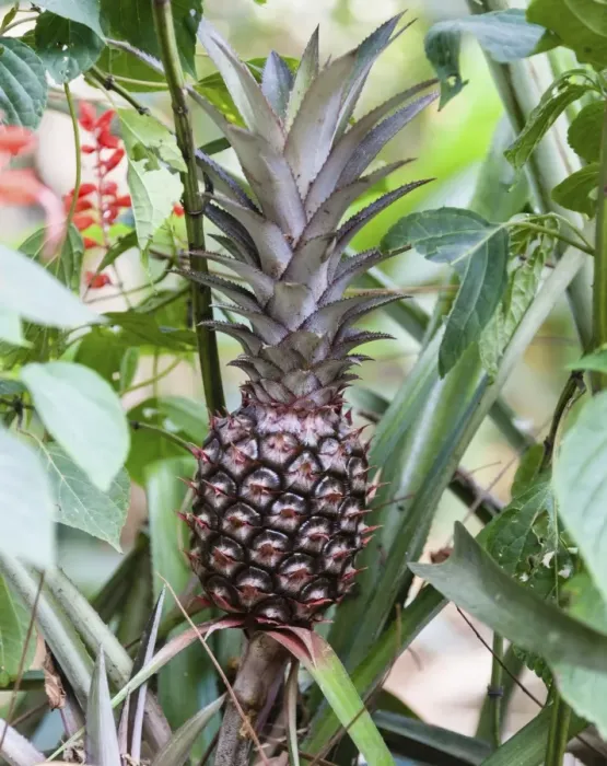 Framed Print : Pineapple plant with fruit -Ananas comosus-, Kumily, Kerala, India Framed Print : Pineapple plant with fruit -Ananas comosus-, Kumily, Kerala, India