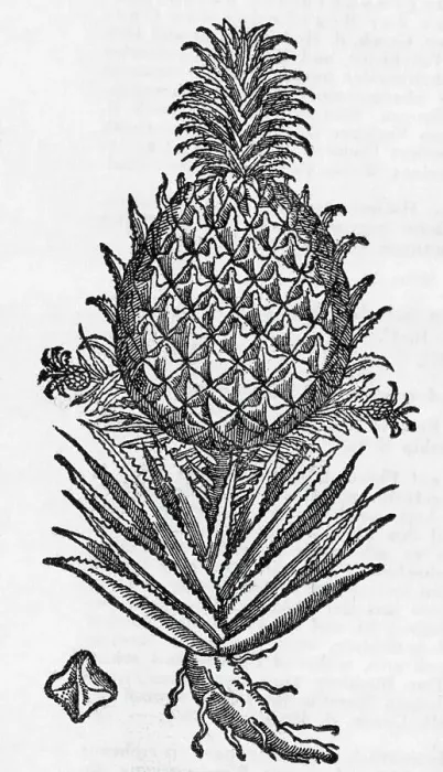Framed Print : Pineapple Woodcut From 1587 Framed Print : Pineapple Woodcut From 1587