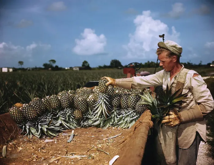 Framed Print : Pineapples Being Sun Cured After Picking Framed Print : Pineapples Being Sun Cured After Picking