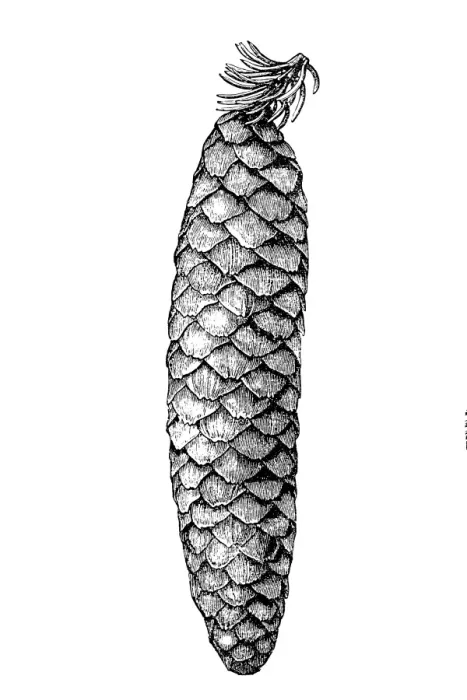 Framed Print : Pinecone. Illustration of a pine cone isolated on white Framed Print : Pinecone. Illustration of a pine cone isolated on white