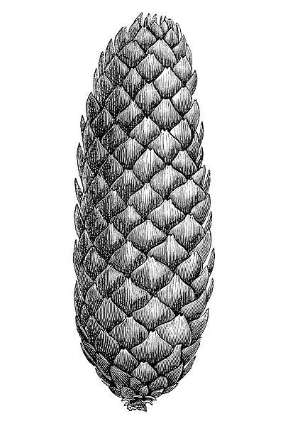 Pinecone. Illustration of a pine cone isolated on white