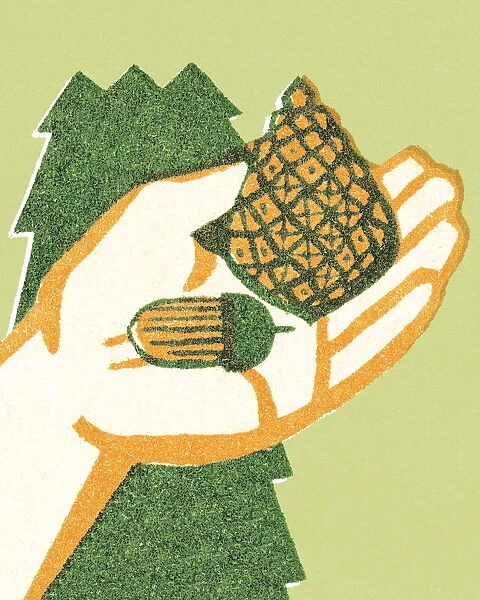 Pinecone and Acorn in a Hand