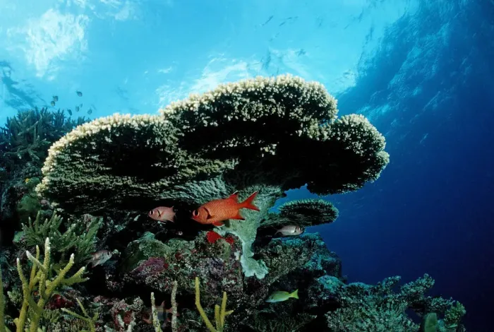 Framed Print : Pinecone soldierfish (Myripristis murdjan) under Table Coral, Indian Ocean, Maldives Framed Print : Pinecone soldierfish (Myripristis murdjan) under Table Coral, Indian Ocean, Maldives
