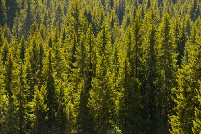 Framed Print : Pines forest Framed Print : Pines forest