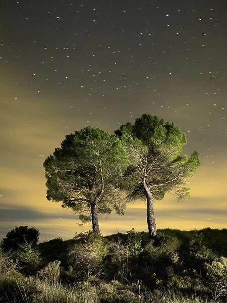 Pines in the top of a mountain in the night