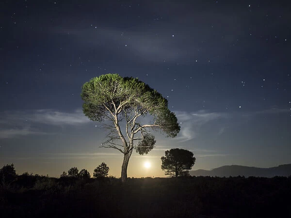 Two of pines, in the plain of a mountain illuminated by the full moon