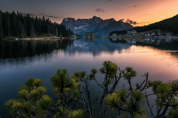 Pines tree at Lake Misurina, Dolomites, Italy