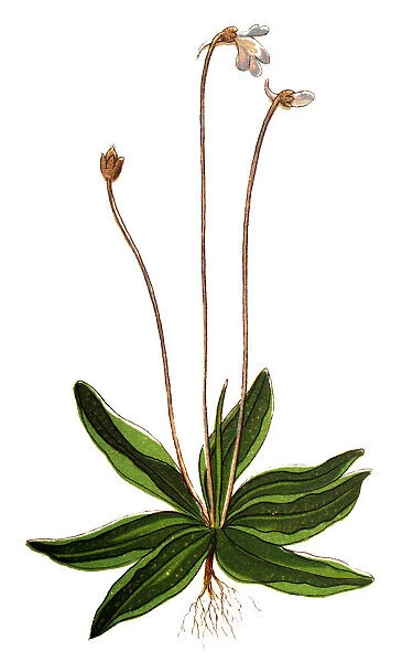 Pinguicula vulgaris, the common butterwort