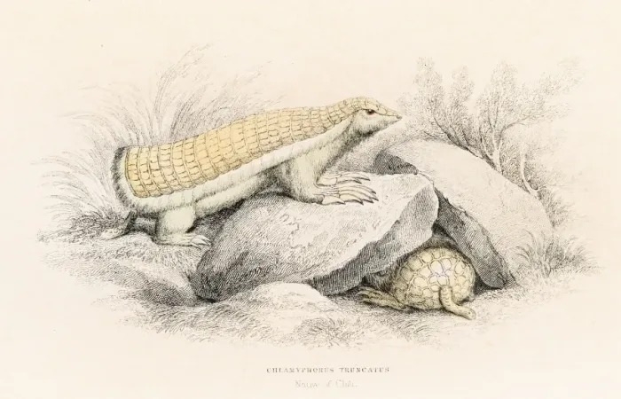 Framed Print : Pink armadillo engraving 1855 Framed Print : Pink armadillo engraving 1855