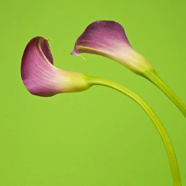 Two Pink Calla Lilies on Green Background
