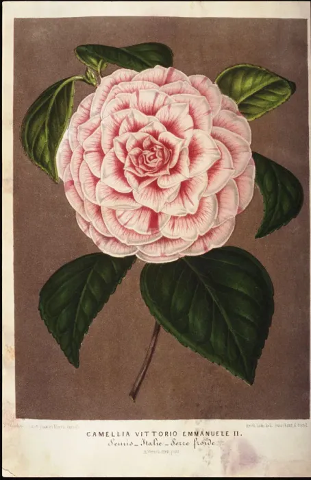 Framed Print : Pink Camellia Blossom Framed Print : Pink Camellia Blossom