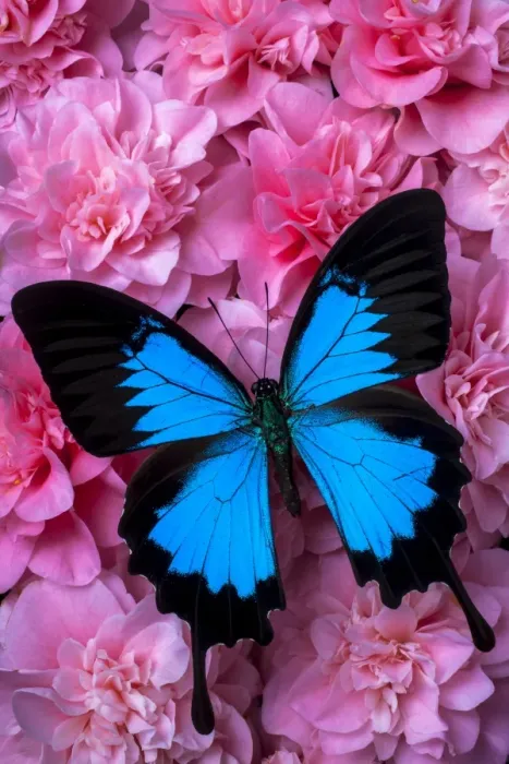 Framed Print : Pink camilla and blue butterfly Framed Print : Pink camilla and blue butterfly