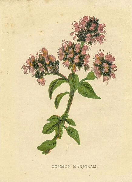 Pink common marjoram wildflower Victorian botanical illustration by Anne Pratt