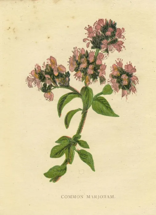 Framed Print : Pink common marjoram wildflower Victorian botanical illustration by Anne Pratt Framed Print : Pink common marjoram wildflower Victorian botanical illustration by Anne Pratt