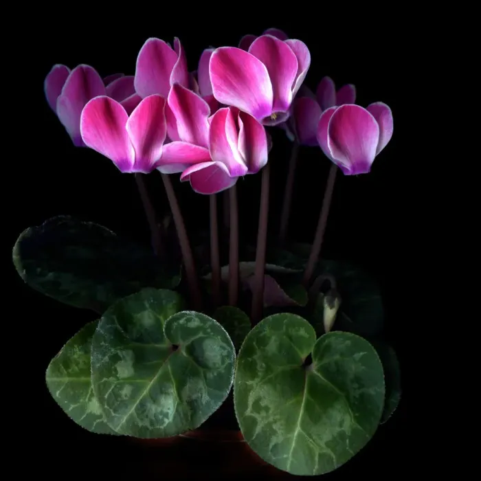 Framed Print : Pink cyclamen flowers Framed Print : Pink cyclamen flowers