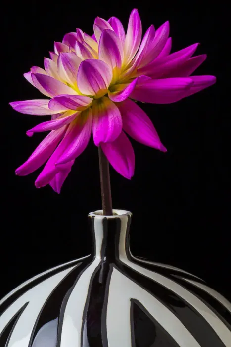Framed Print : Pink Dahlia striped vase, flower Framed Print : Pink Dahlia striped vase, flower