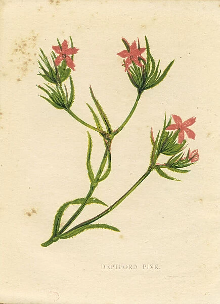 Pink Deptford pink Dianthus armeria wildflower Victorian botanical print by Anne Pratt
