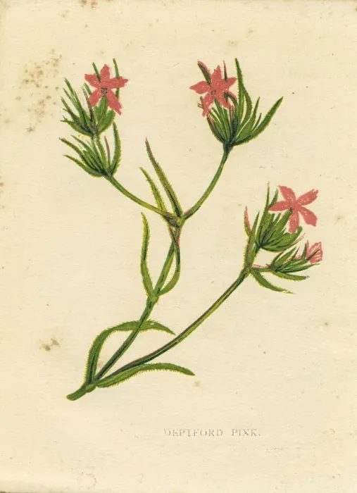 Framed Print : Pink Deptford pink Dianthus armeria wildflower Victorian botanical print by Anne Pratt Framed Print : Pink Deptford pink Dianthus armeria wildflower Victorian botanical print by Anne Pratt