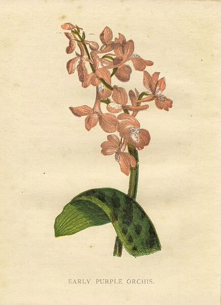 Pink early purple orchid wildflower Victorian botanical illustration by Anne Pratt