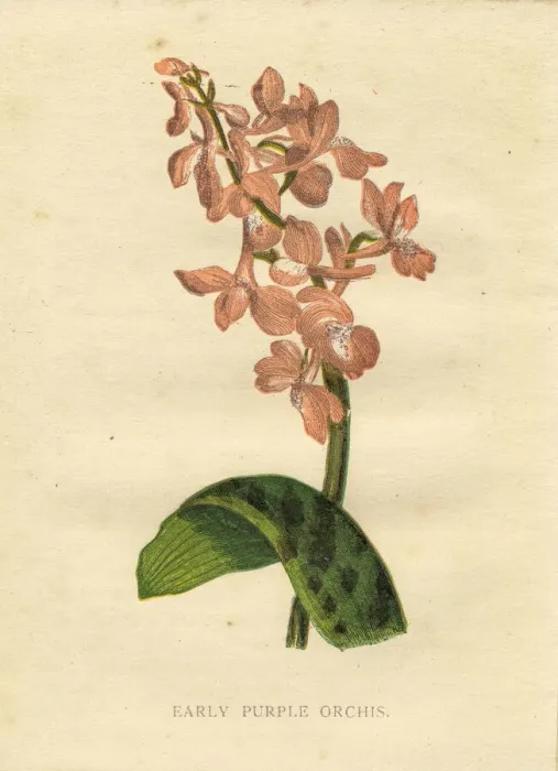 Framed Print : Pink early purple orchid wildflower Victorian botanical illustration by Anne Pratt Framed Print : Pink early purple orchid wildflower Victorian botanical illustration by Anne Pratt