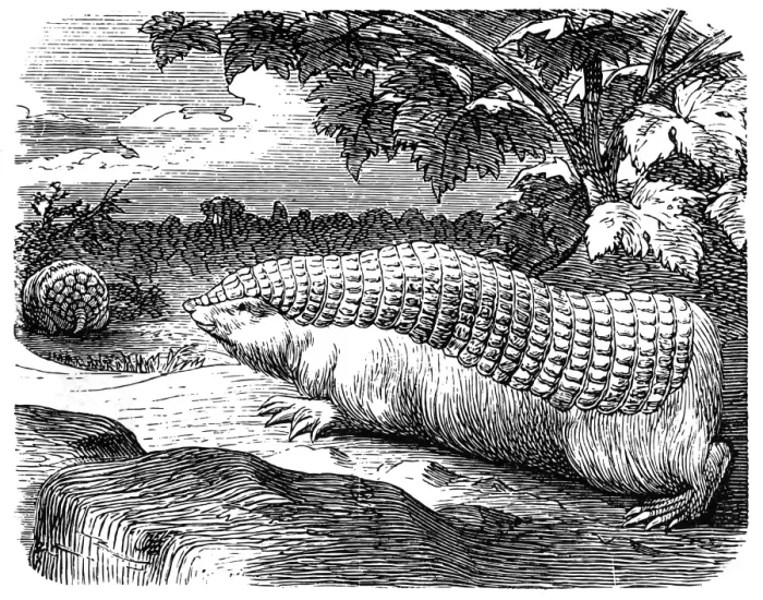 Framed Print : Pink fairy armadillo (Chlamyphorus truncatus)