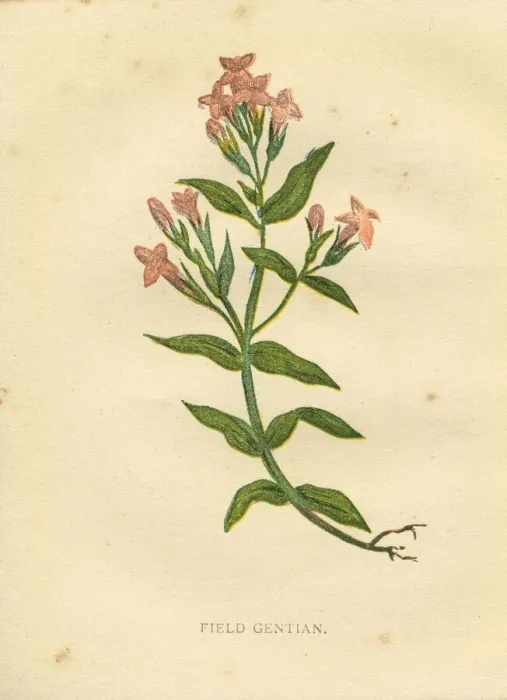 Framed Print : Pink field gentian wildflower Victorian botanical illustration by Anne Pratt Framed Print : Pink field gentian wildflower Victorian botanical illustration by Anne Pratt