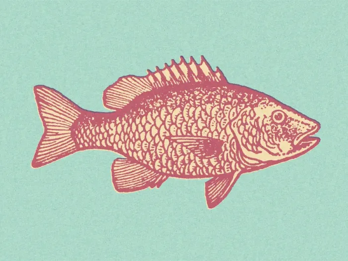 Framed Print : Pink Fish. http: / / csaimages.com / images / istockprofile / csa_vector_dsp.jpg Framed Print : Pink Fish. http: / / csaimages.com / images / istockprofile / csa_vector_dsp.jpg